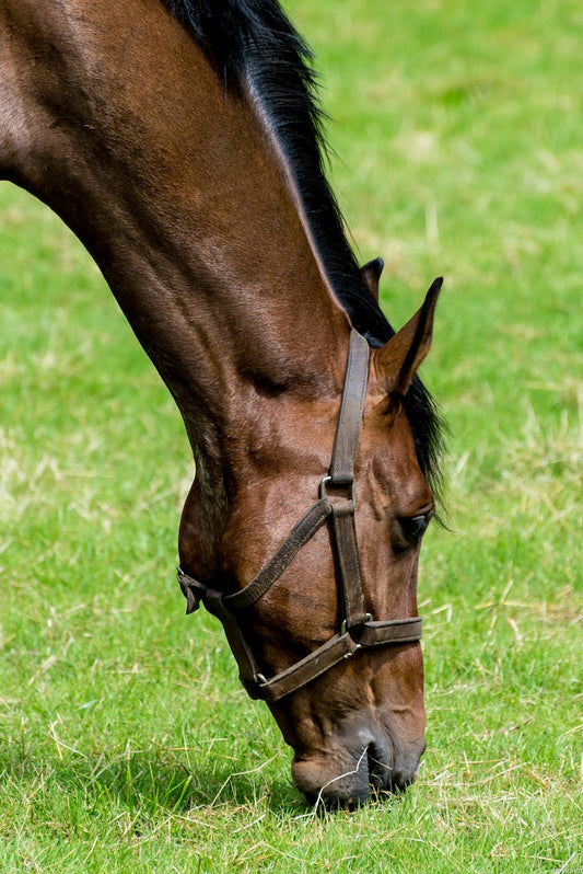 Managing Sand Ingestion in Florida Horses: Complications and Solutions