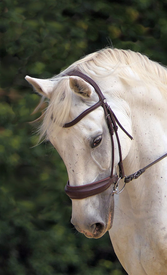Pristine Perfection: Unveiling the Secrets to Keeping Your White Horse Bright