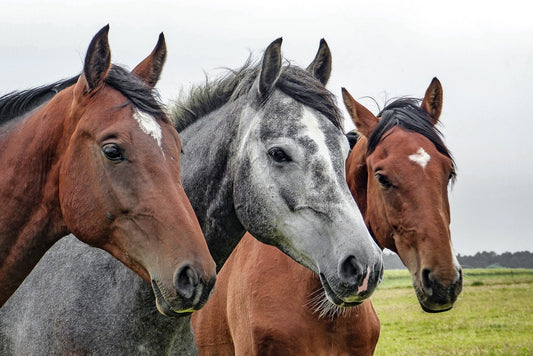 Taming the Tummy Troubles: Effective Ulcer Control for Horses in Florida