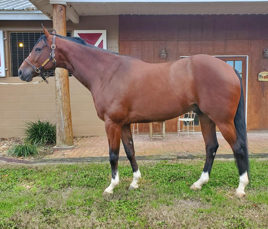 Horse Boarding Vero Beach Equestrian Club