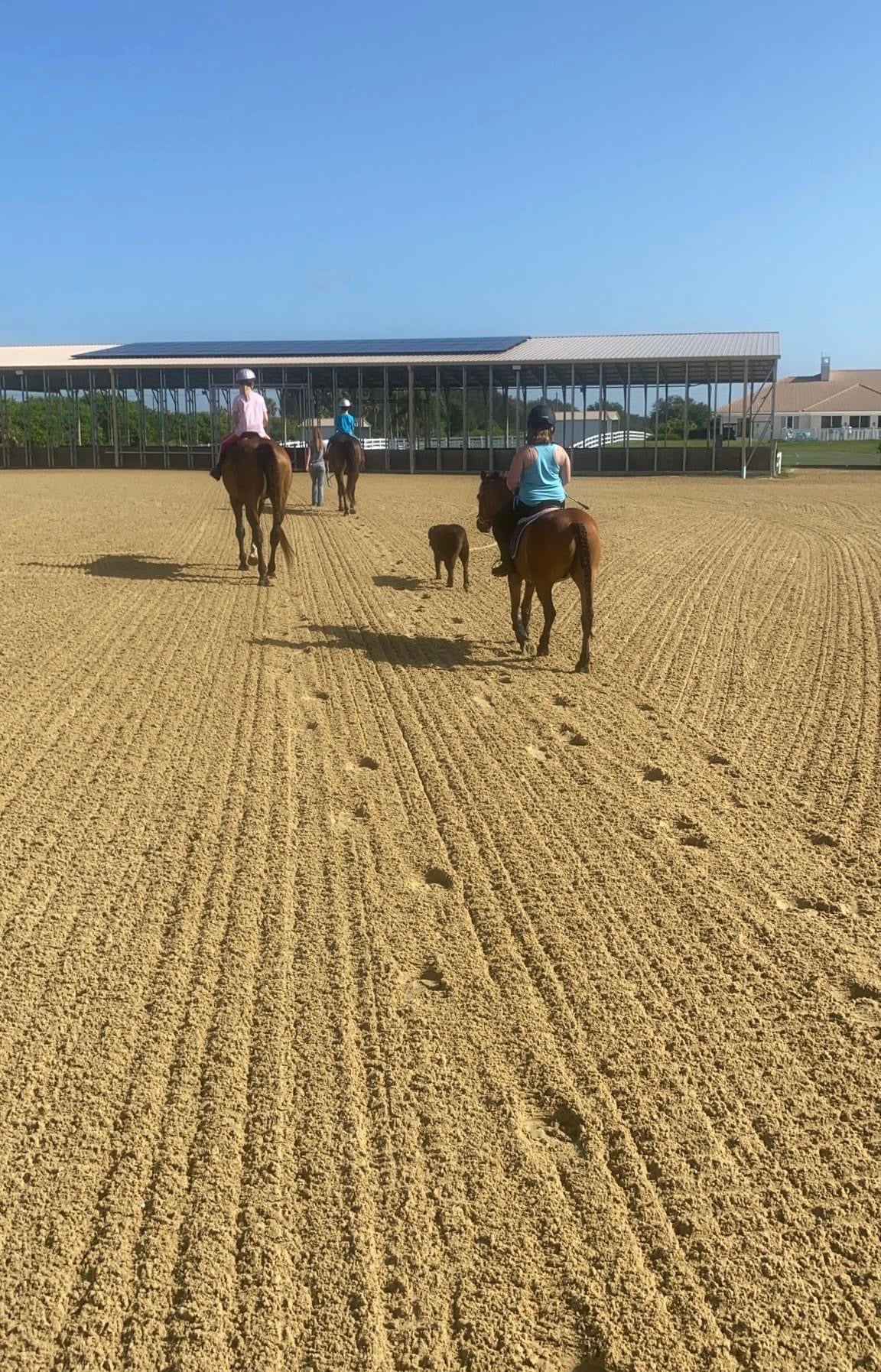 Horse Boarding Vero Beach Equestrian Club
